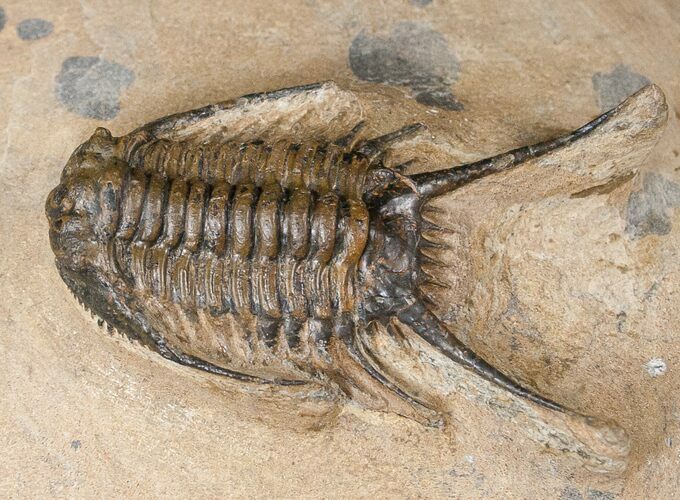 Long Chlustinia Trilobite - Rare Species #15555